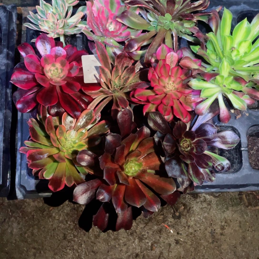 多肉植物组合10颗720