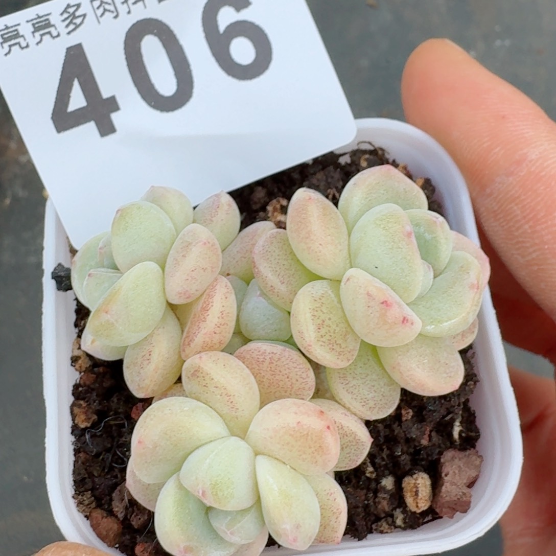 樱花冰玉         多肉植物