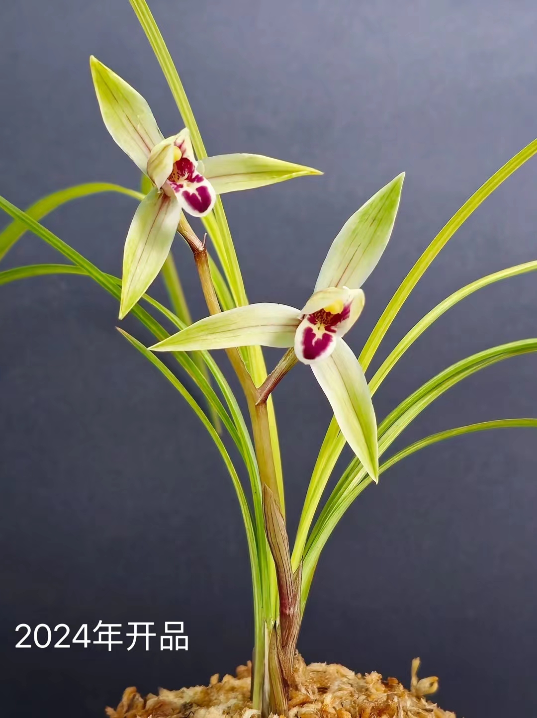 艺蘭轩直播专用链接