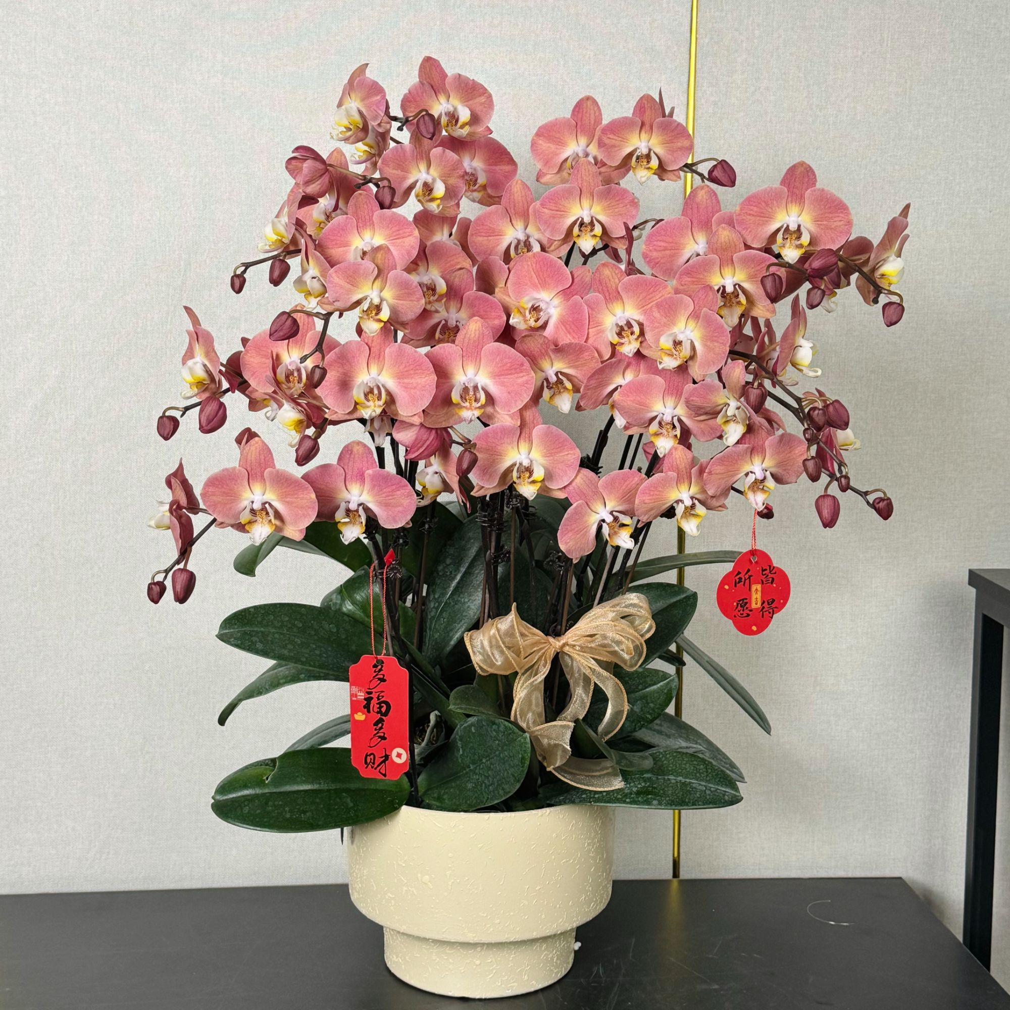 福禄禧【砂糖橘】蝴蝶兰盆栽花卉观花植物室内四季开花陶瓷盆5