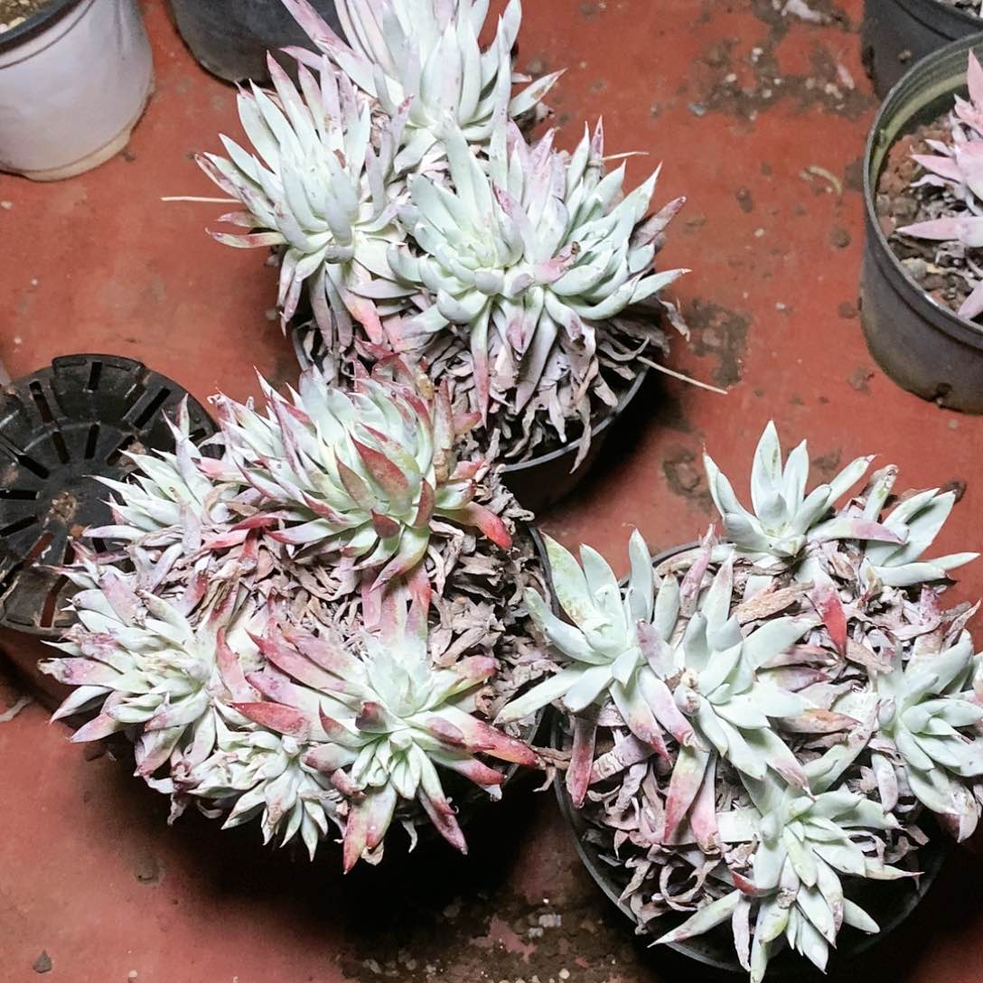 【闪购商品】哈哈哈哈福利3颗多肉1426