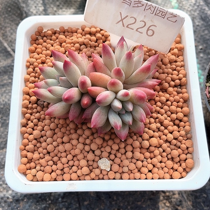 我是你的小可爱啊我的大可爱