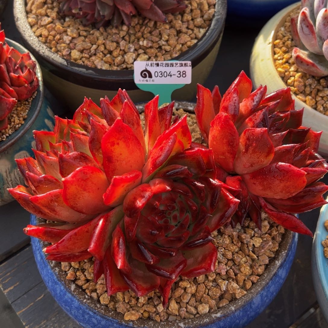 从前慢多肉精选编号0304.38