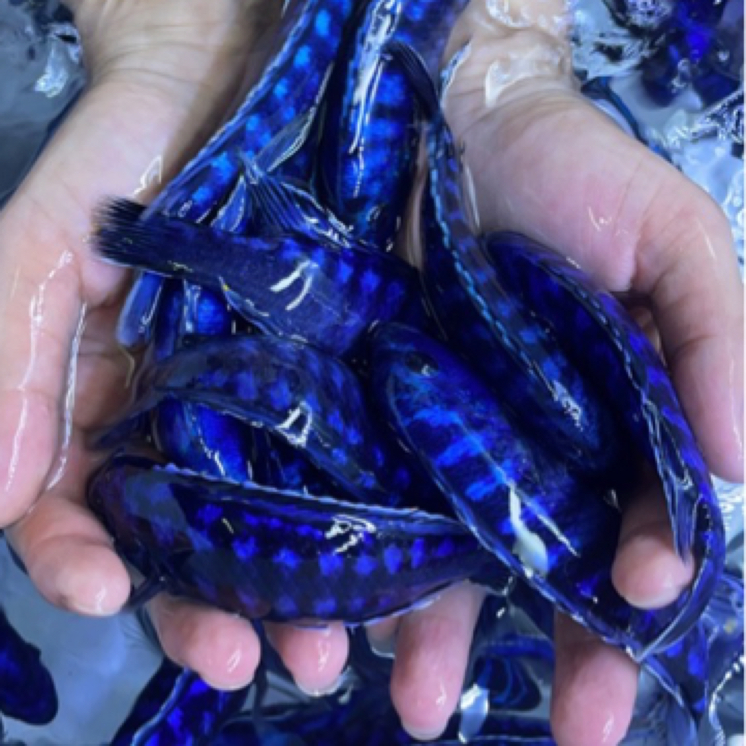 三湖慈雕溪流缸蓝精灵特蓝斑马闪电蓝阿里热带淡水中小观赏鱼放生