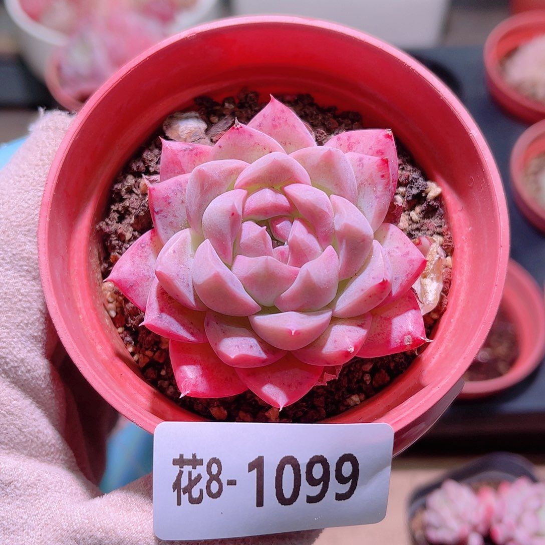 花利美8-1099新品