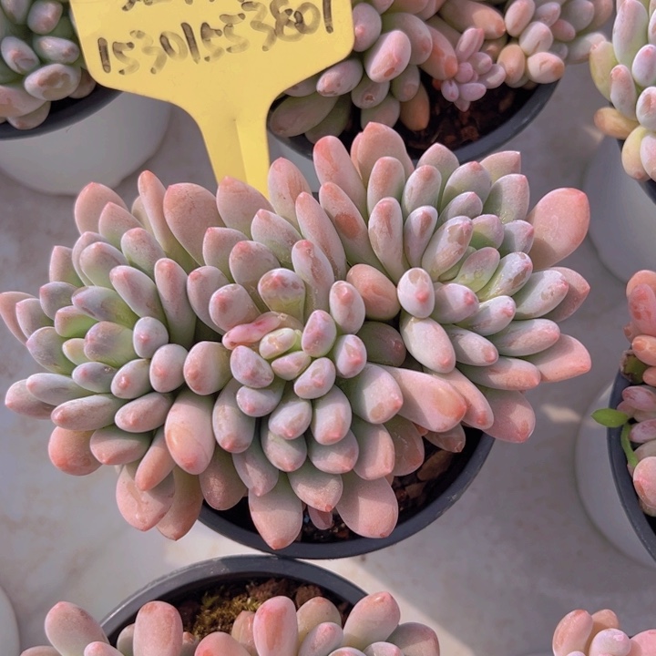 健健康康平平安安