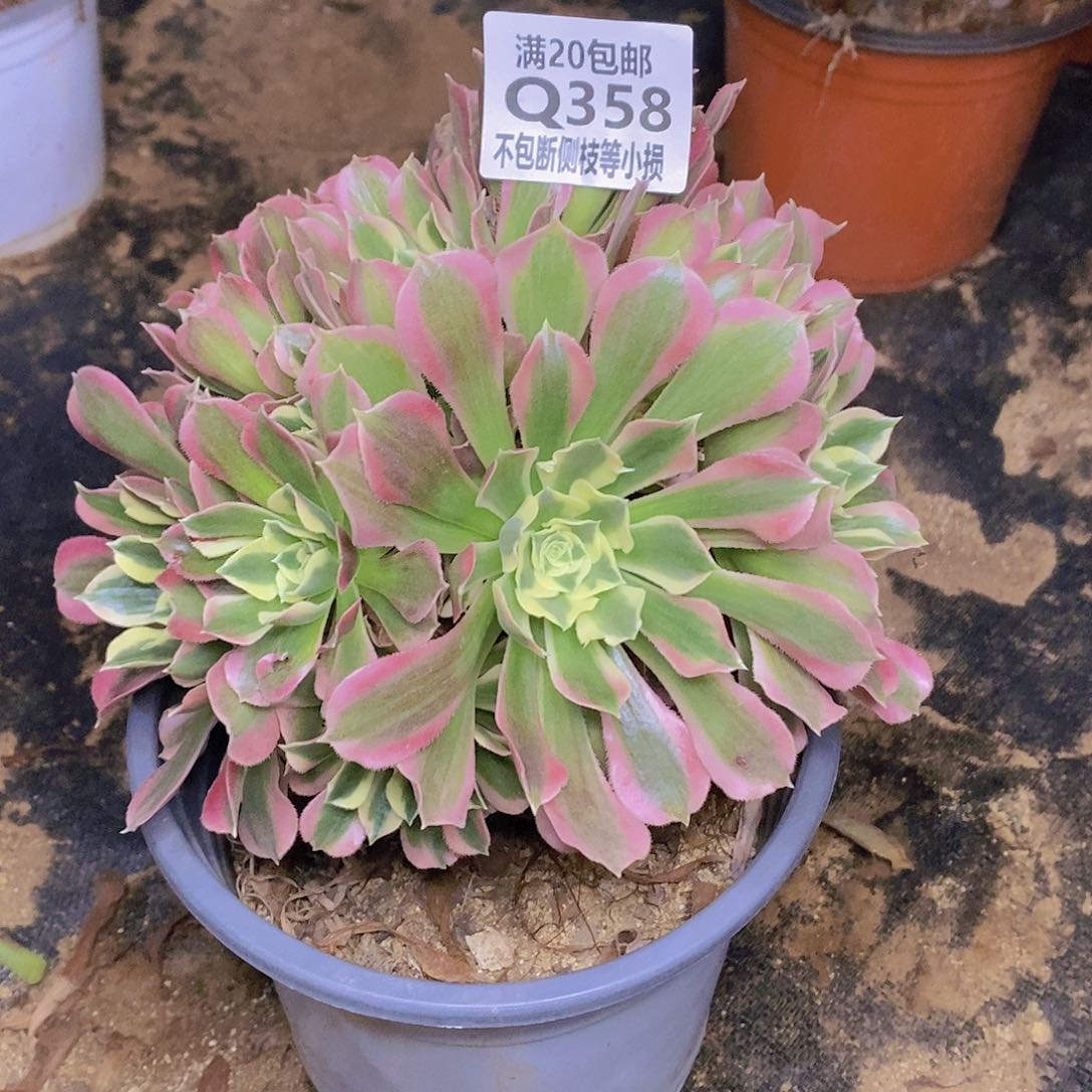 358白凤多肉有砍法师锦
