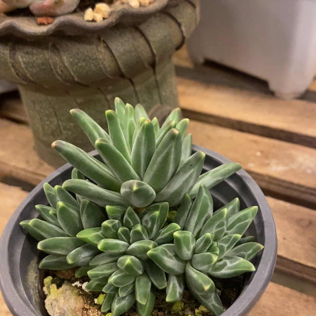 Q***、多肉植物肉肉植物