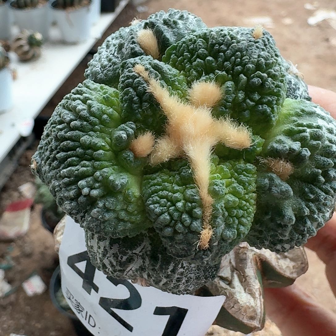 【闪购商品】无花朵苗接大尤哥怒421