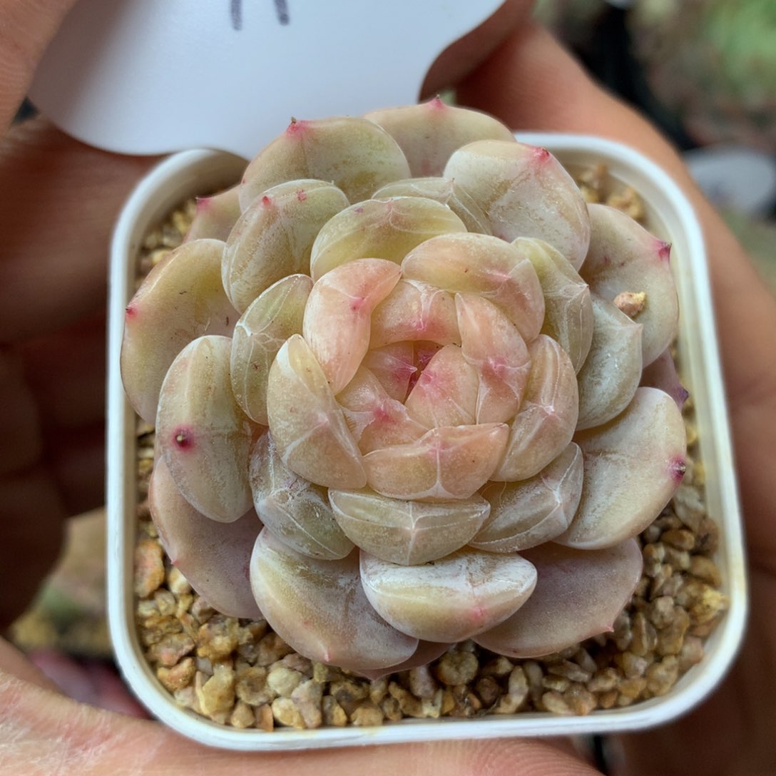 白色恋人单头79多肉