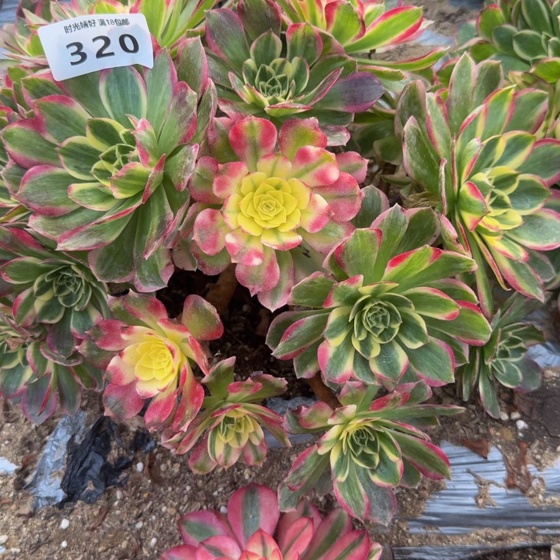 墨***柳海鲜到秋费用。多肉植物