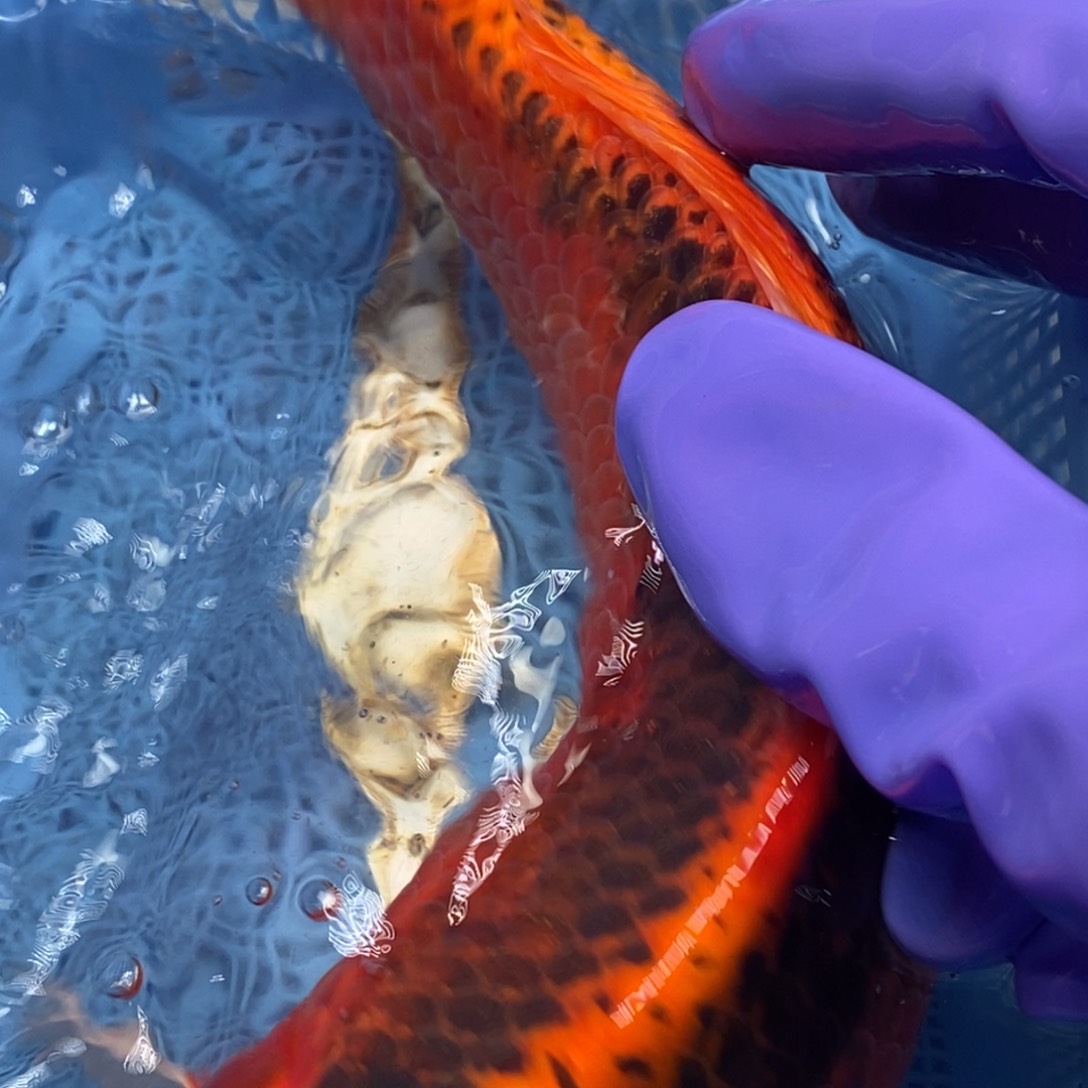 锦鲤冷水锦鲤包邮