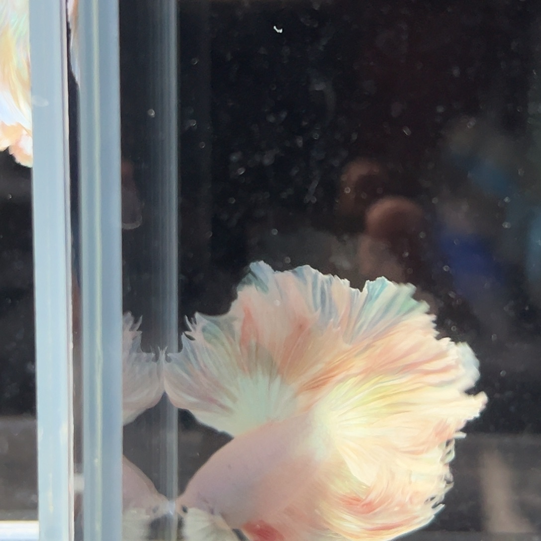 斗鱼10号像发光小灯泡