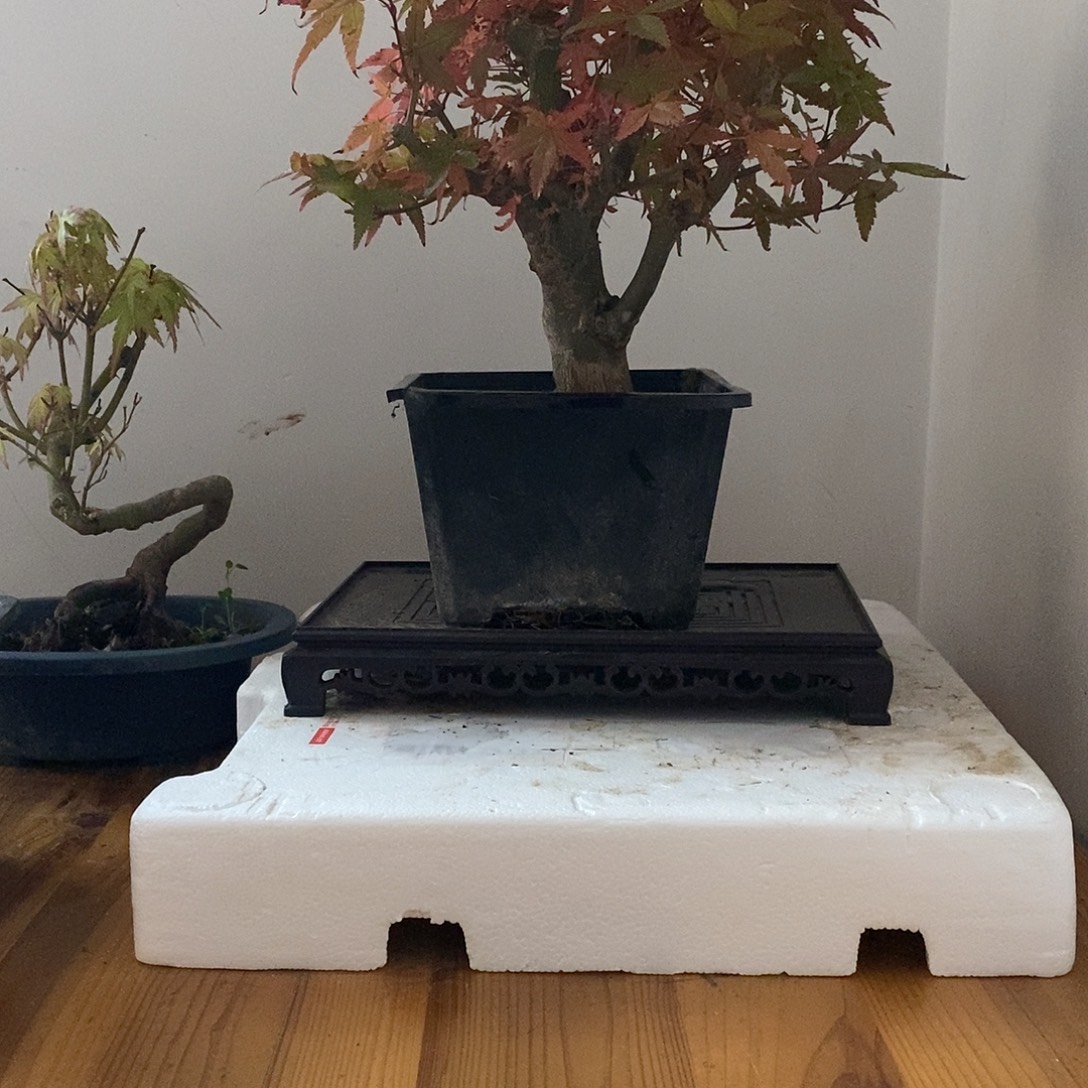 无花朵初星星枫树