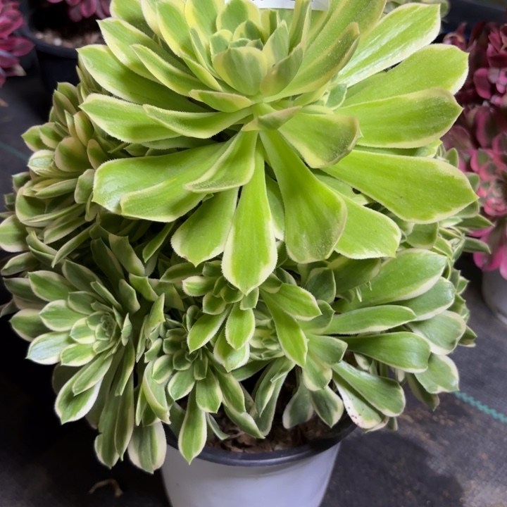 瑞妈一物一拍 380