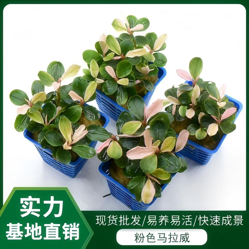 辣椒榕粉色马拉威基地现货水族鱼缸水下造景变色活体观赏植物