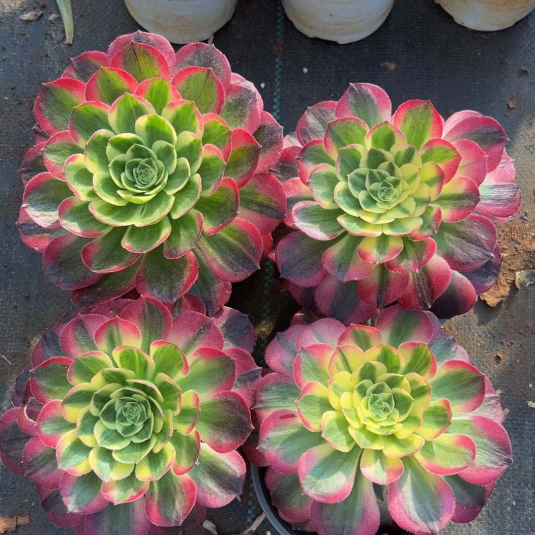 多肉植物000四颗小的