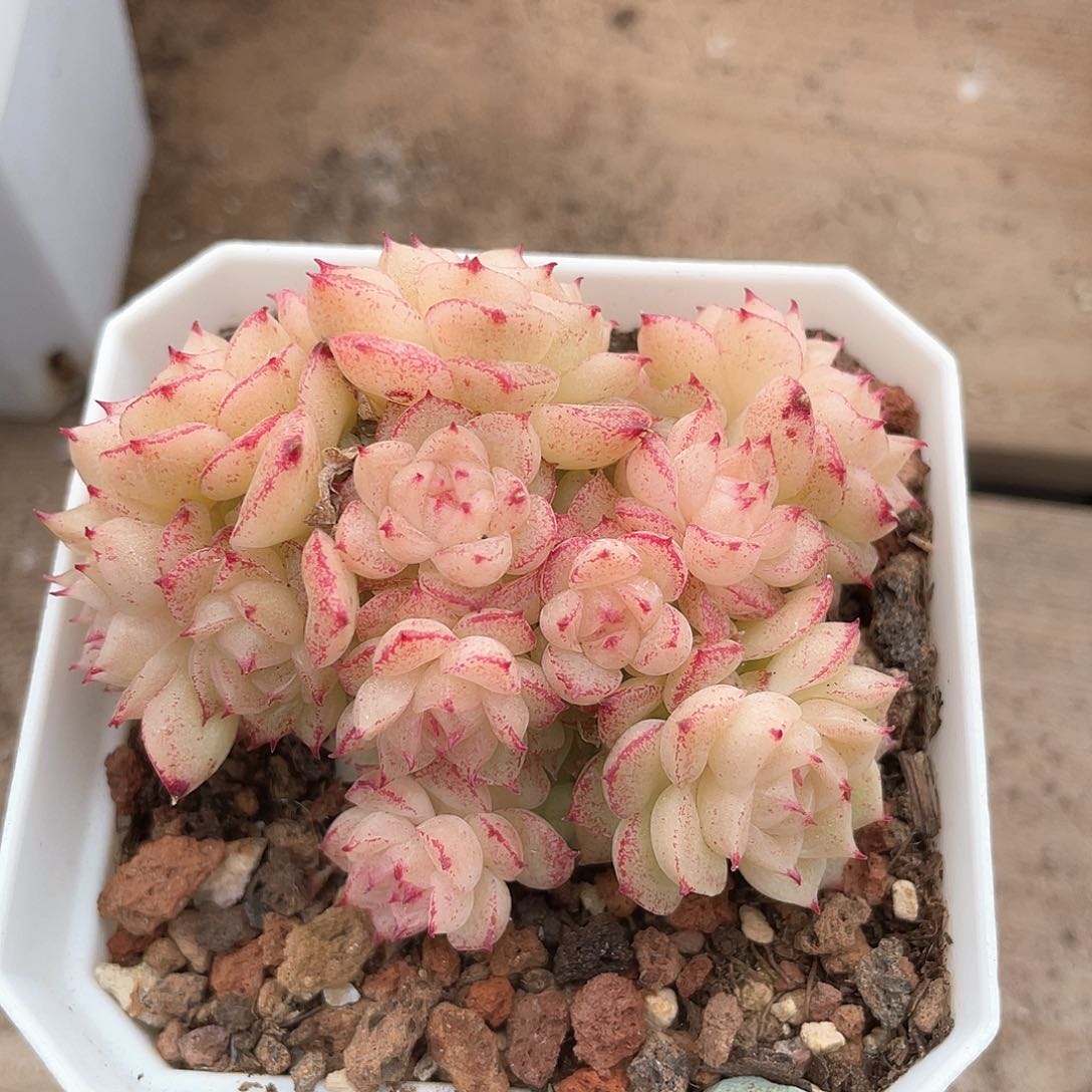 优选麦秆福利8871