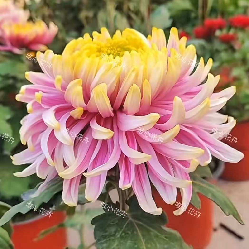 【花苞发货】[盘龙木兰]九月菊花苗大型花好养护简单耐寒耐旱