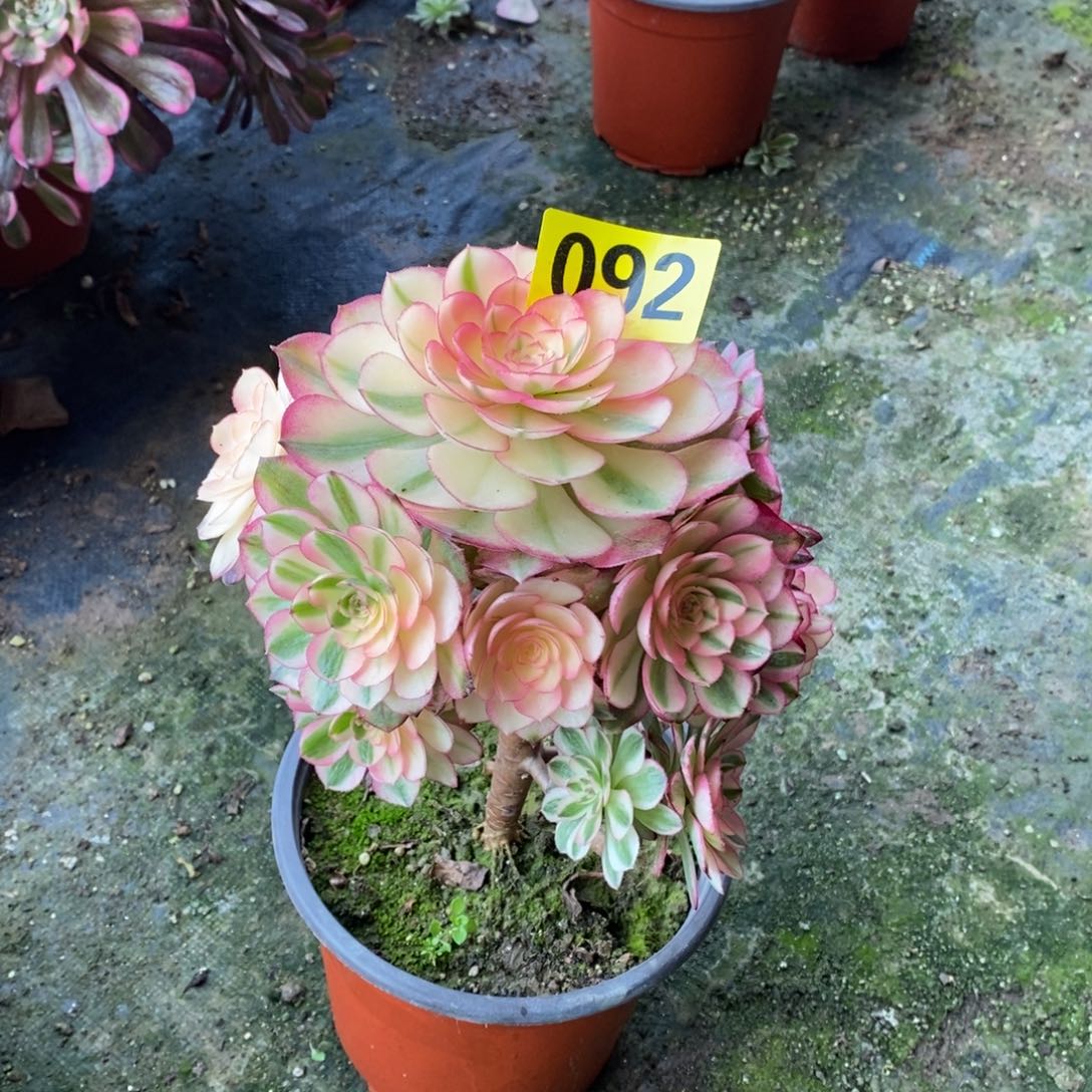 荔枝有砍多肉法师092