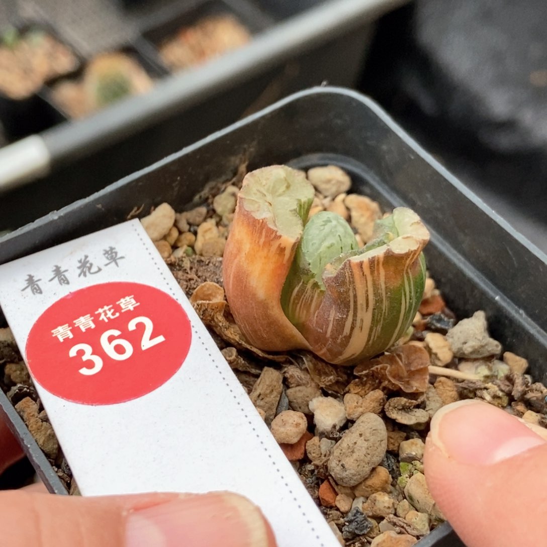 有斑拉丝玉扇锦一颗仙人球