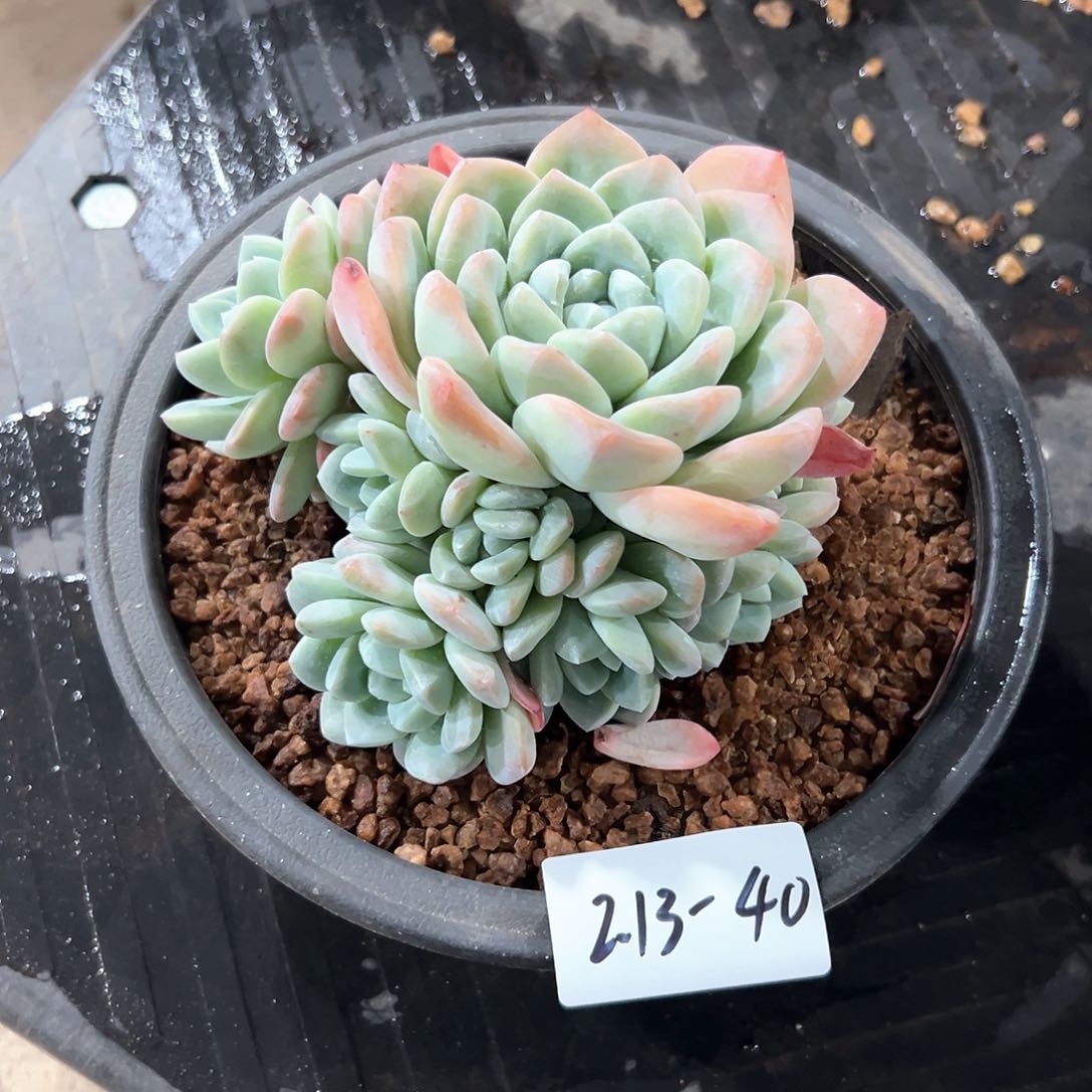 213-40冰玉多头多肉