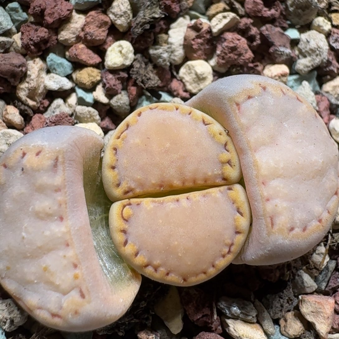 0129-06饼干1621.6新年好