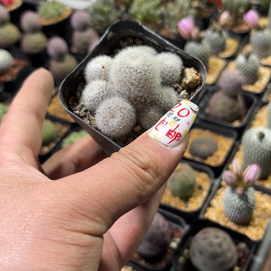 筱*庆典群生有根发货有根