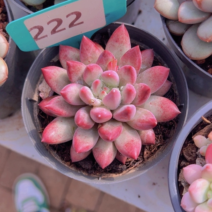 健健康康平平安安