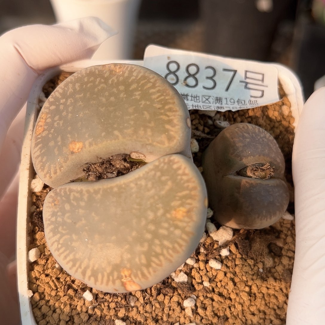 好养易活生石花大母本8837