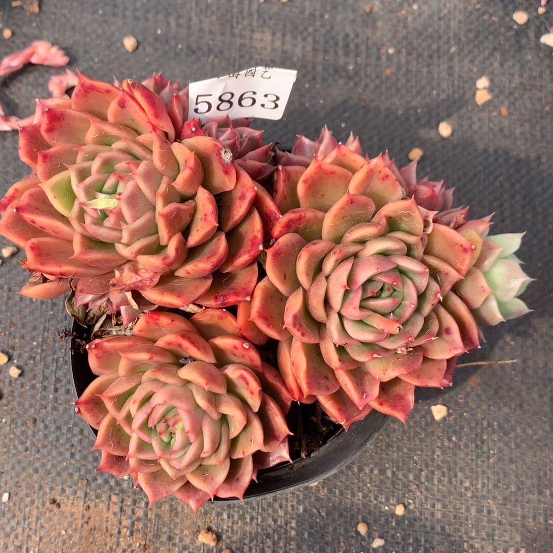 5863新年快乐发发发