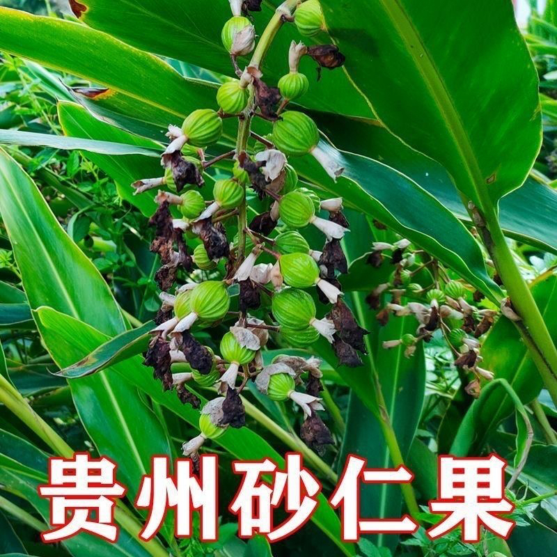 贵州新鲜砂仁果特产连环新鲜砂仁生砂仁调味带枝发货