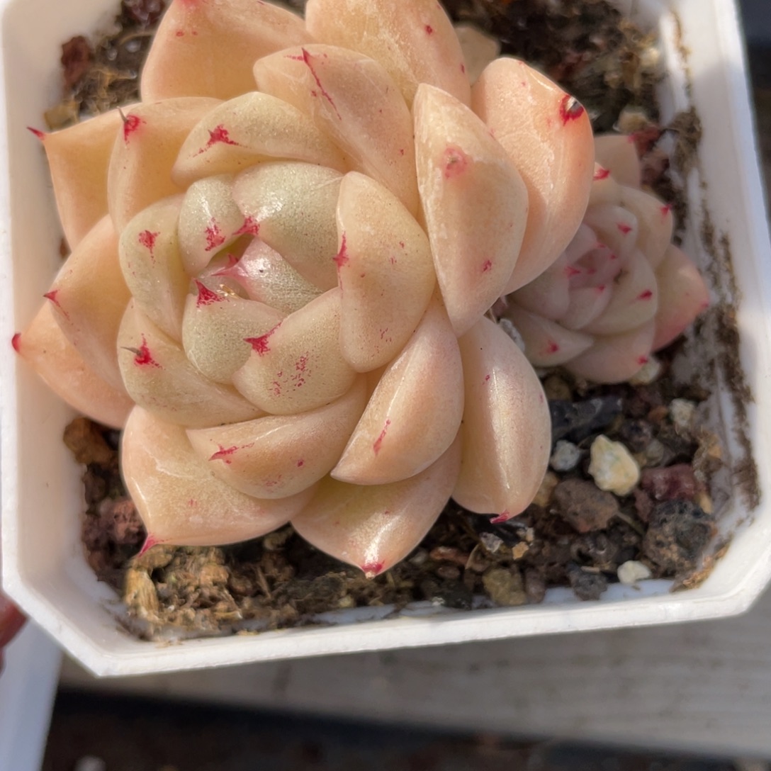 浵***M优选麦杆多肉福利2644