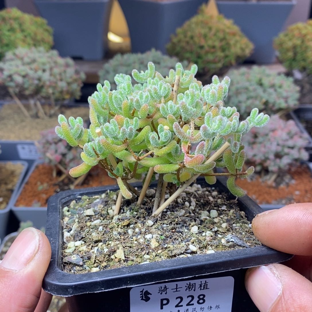 228优选冰晶枝干