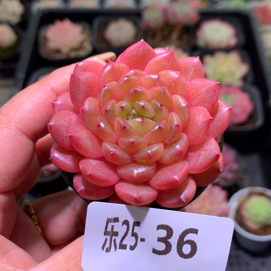 乐然25-36 灵翠单头