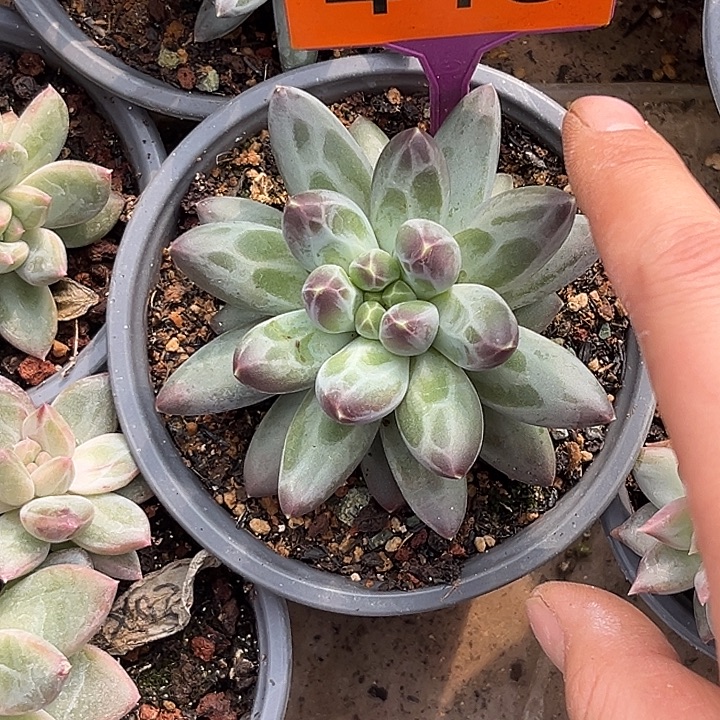 多肉植物申公豹446