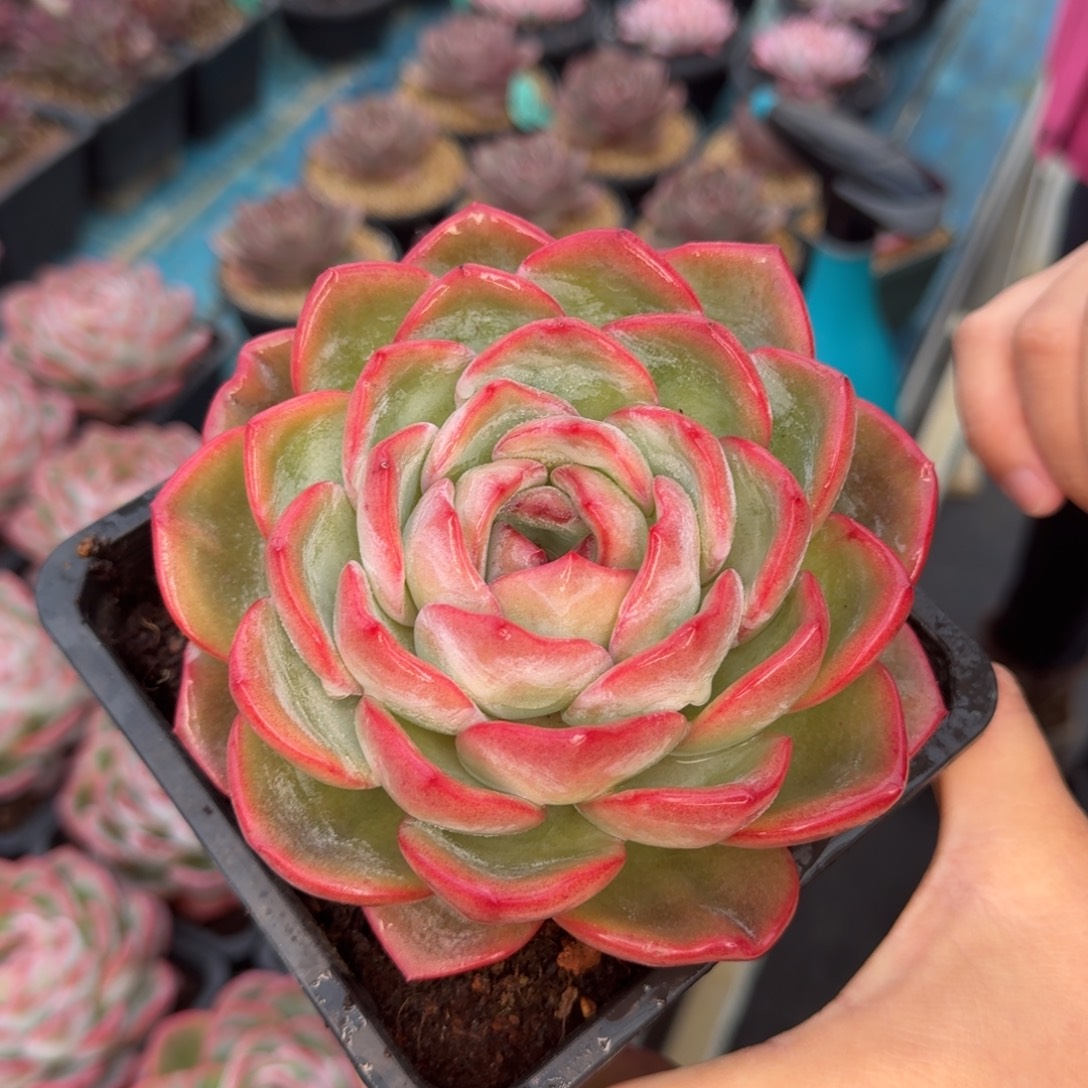 从前慢花园多肉编号-胖体泡芙