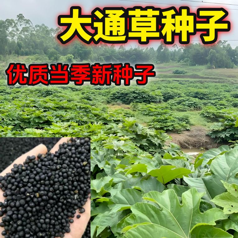 2025年新成熟高产青皮大通草种子