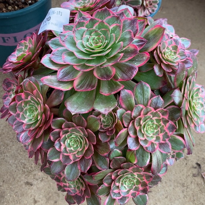 170莲花座多肉植物