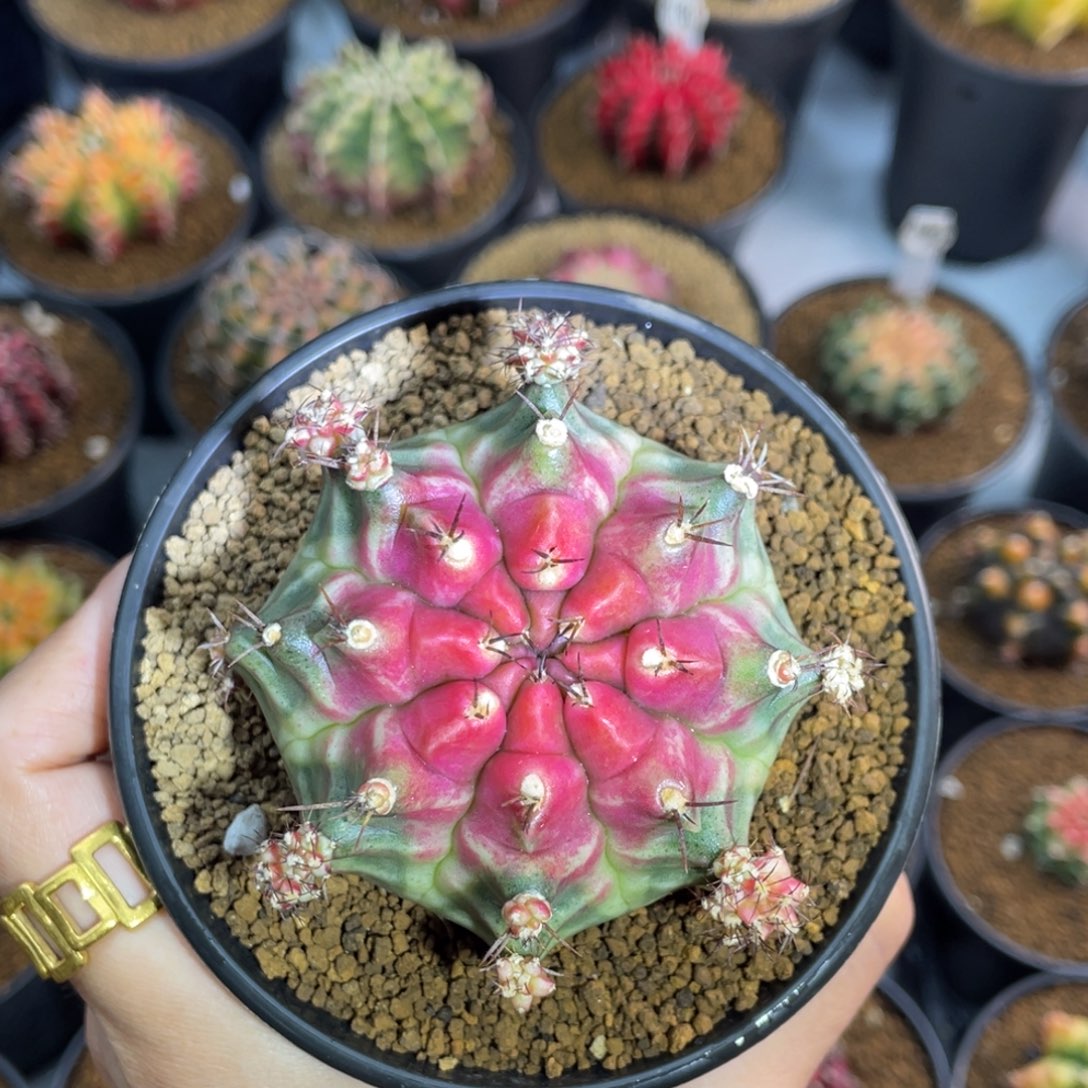 米哈星球0000000001015