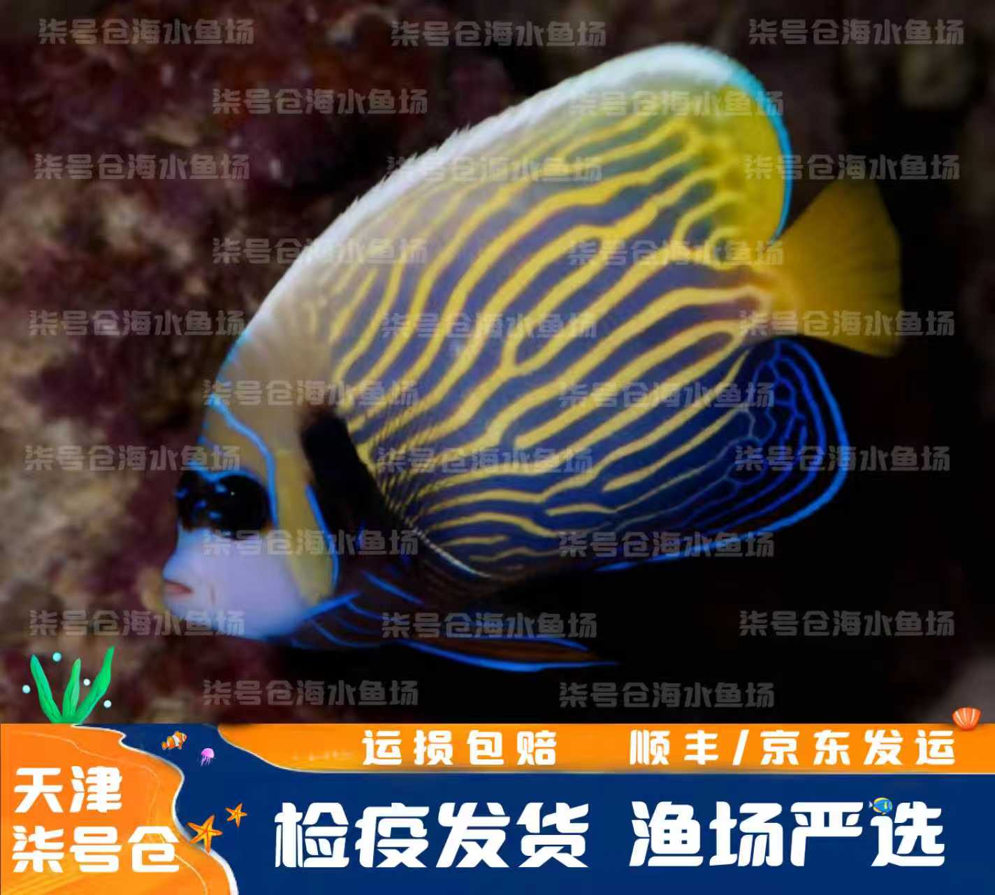海水鱼 皇后神仙 圈帝 半变皇后 顺丰发运 渔场严选 检疫开口