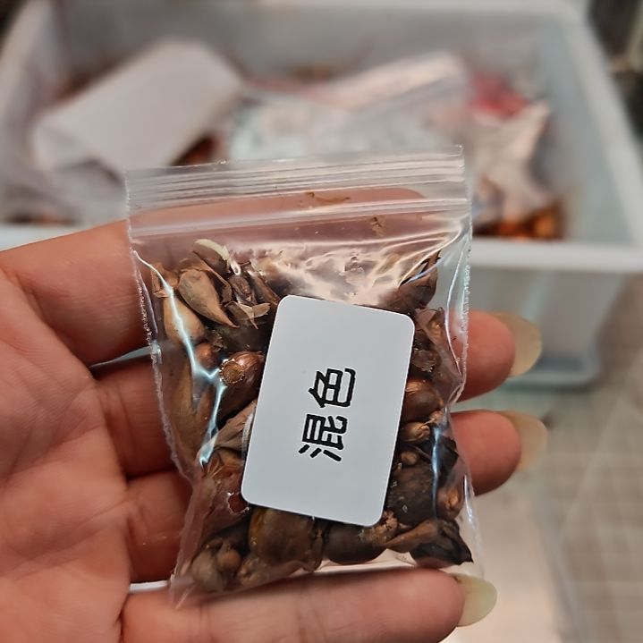 酢浆草混色新手试种