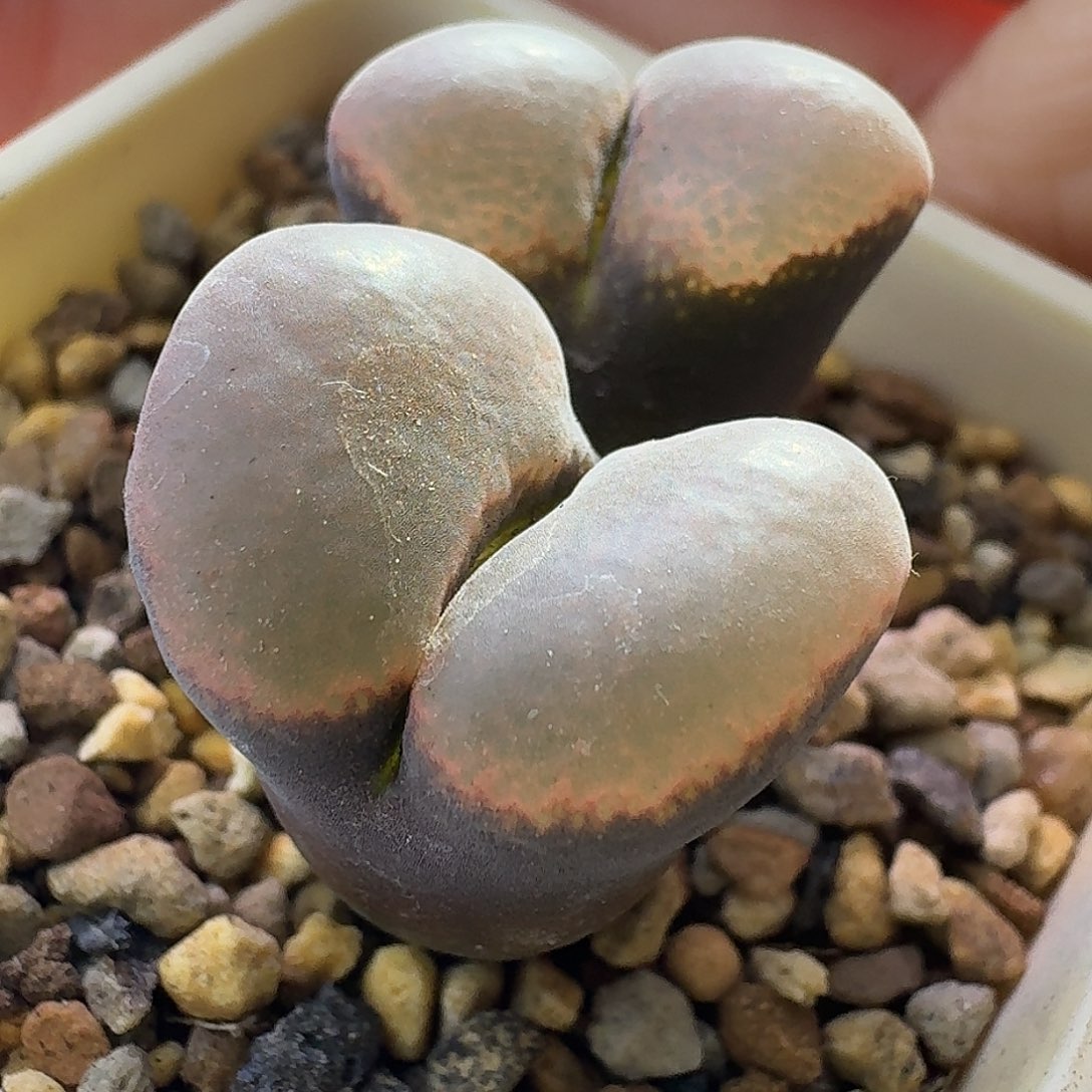 21号双头腰子窗一物一拍1.9+ 2