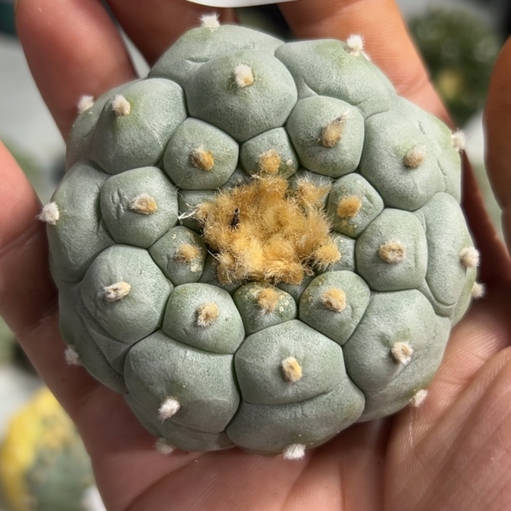 920 可节后发货 可帮发根