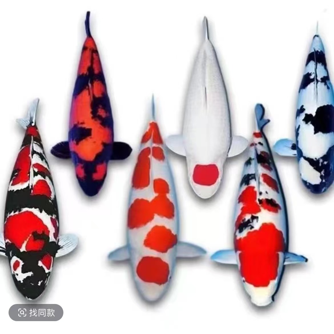 冷水淡水锦鲤鱼观赏鱼好养招财 直播间一物一拍