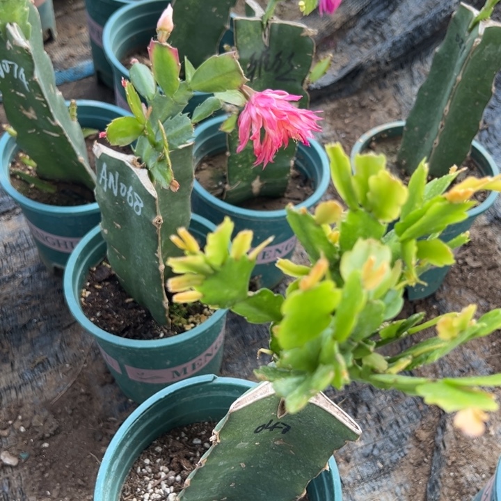 红***瑰65号047紫色重瓣，666