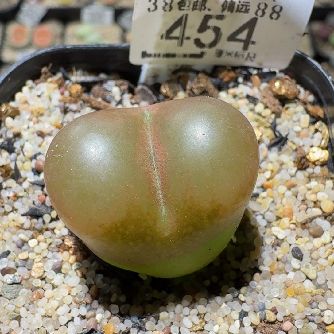 Ssss精品生石花454