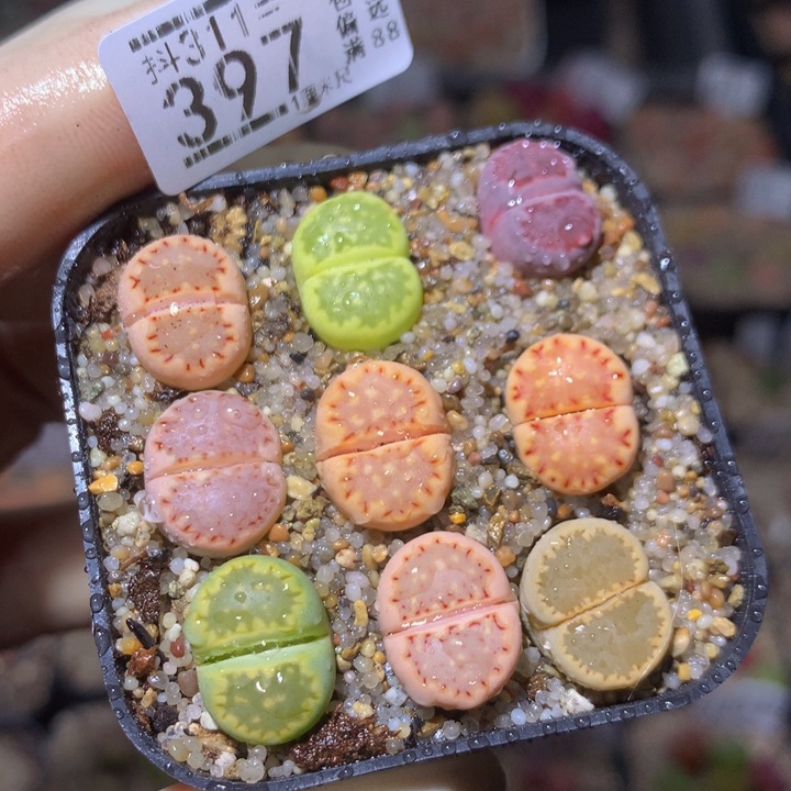 精品生石花311.397