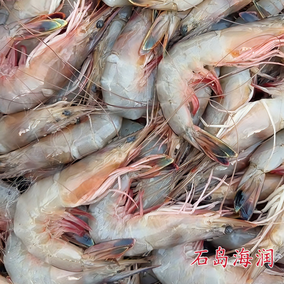 【渤海湾野生对虾】纯野生青头虾/大虾母/新鲜捕捞/石岛源头直发