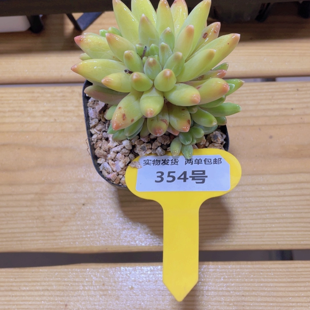 354号 全状态乌拉克拉多头